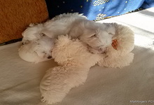 Szczenięta, MaltAngels, Maltańczyk, Gryfice woj. Zachodniopomorskie