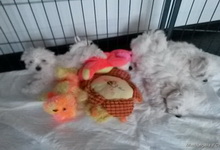 Szczenięta, MaltAngels, Maltańczyk, Gryfice woj. Zachodniopomorskie