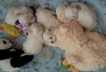 Szczenięta, MaltAngels, Maltańczyk, Gryfice woj. Zachodniopomorskie