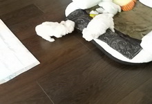 Szczenięta, MaltAngels, Maltańczyk, Gryfice woj. Zachodniopomorskie