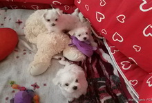 Szczenięta, MaltAngels, Maltańczyk, Gryfice woj. Zachodniopomorskie