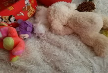 Szczenięta, MaltAngels, Maltańczyk, Gryfice woj. Zachodniopomorskie