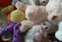 Szczenięta, MaltAngels, Maltańczyk, Gryfice woj. Zachodniopomorskie
