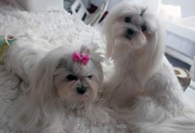 MaltAngels, Maltańczyk, Gryfice woj. Zachodniopomorskie