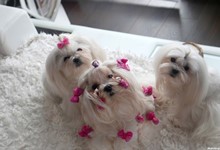MaltAngels, Maltańczyk, Gryfice woj. Zachodniopomorskie