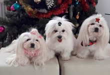 MaltAngels, Maltańczyk, Gryfice woj. Zachodniopomorskie