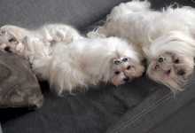MaltAngels, Maltańczyk, Gryfice woj. Zachodniopomorskie
