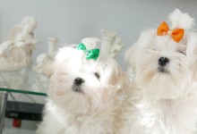 MaltAngels, Maltańczyk, Gryfice woj. Zachodniopomorskie