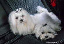 MaltAngels, Maltańczyk, Gryfice woj. Zachodniopomorskie