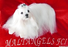 MaltAngels, Maltańczyk, Gryfice woj. Zachodniopomorskie