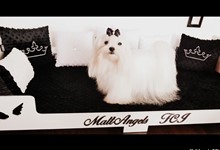 MaltAngels, Maltańczyk, Gryfice woj. Zachodniopomorskie
