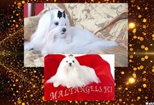 MaltAngels, Maltańczyk, Gryfice woj. Zachodniopomorskie