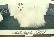 MaltAngels, Maltańczyk, Gryfice woj. Zachodniopomorskie