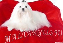MaltAngels, Maltańczyk, Gryfice woj. Zachodniopomorskie