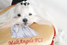 MaltAngels, Maltańczyk, Gryfice woj. Zachodniopomorskie