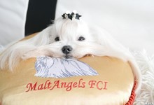 MaltAngels, Maltańczyk, Gryfice woj. Zachodniopomorskie