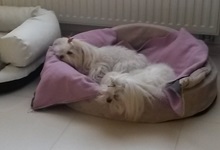 MaltAngels, Maltańczyk, Gryfice woj. Zachodniopomorskie