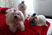 MaltAngels, Maltańczyk, Gryfice woj. Zachodniopomorskie