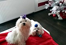 MaltAngels, Maltańczyk, Gryfice woj. Zachodniopomorskie