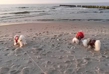 MaltAngels, Maltańczyk, Gryfice woj. Zachodniopomorskie