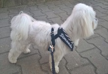 Szczenięta, MaltAngels, Maltańczyk, Gryfice woj. Zachodniopomorskie