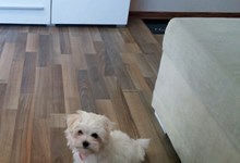 Szczenięta, MaltAngels, Maltańczyk, Gryfice woj. Zachodniopomorskie