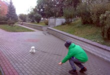 Szczenięta, MaltAngels, Maltańczyk, Gryfice woj. Zachodniopomorskie