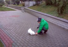 Szczenięta, MaltAngels, Maltańczyk, Gryfice woj. Zachodniopomorskie