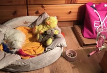 Szczenięta, MaltAngels, Maltańczyk, Gryfice woj. Zachodniopomorskie