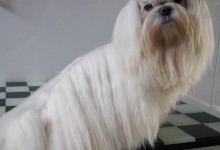 Szczenięta, MaltAngels, Maltańczyk, Gryfice woj. Zachodniopomorskie