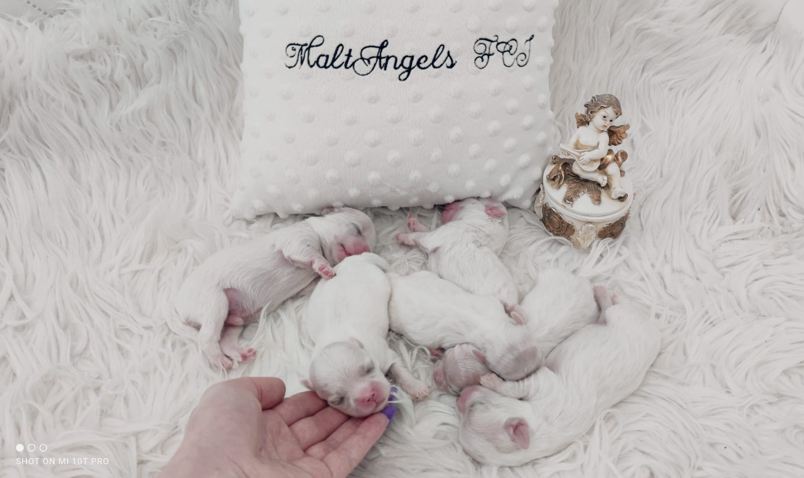 MaltAngels, Maltańczyk, Gryfice woj. Zachodniopomorskie