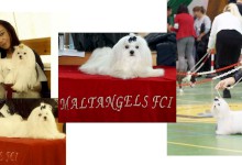 MaltAngels, Maltańczyk, Gryfice woj. Zachodniopomorskie