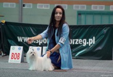 MaltAngels, Maltańczyk, Gryfice woj. Zachodniopomorskie