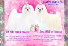 MaltAngels, Maltańczyk, Gryfice woj. Zachodniopomorskie