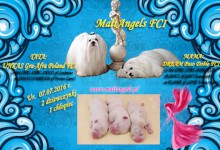 MaltAngels, Maltańczyk, Gryfice woj. Zachodniopomorskie